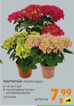 Globus Baumarkt Hortensie (Hydrangea) Angebot