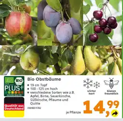 Globus Baumarkt Bio Obstbäume Angebot