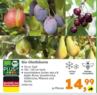 Globus Baumarkt Bio Obstbäume Angebot