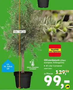 Globus Baumarkt Olivenbaum (Olea europea Arbequina) Angebot