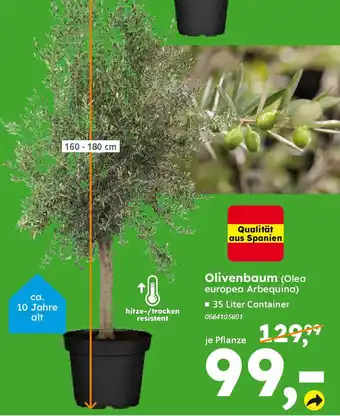 Globus Baumarkt Olivenbaum (Olea europea Arbequina) Angebot