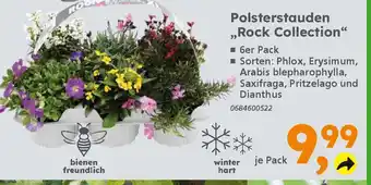 Globus Baumarkt Polsterstauden ,,Rock Collection" Angebot