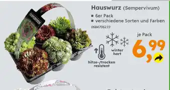 Globus Baumarkt Hauswurz (Sempervivum) Angebot