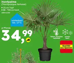 Globus Baumarkt Hanfpalme Angebot