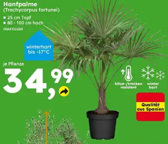 Globus Baumarkt Hanfpalme Angebot