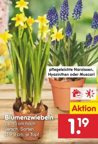 Netto Marken-Discount Blumenzwiebeln Angebot