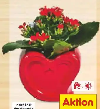 Netto Marken-Discount Kalanchoe in Herzkeramik Angebot