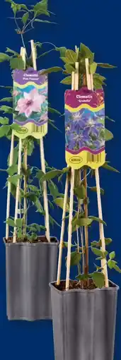 Lidl Clematis Angebot