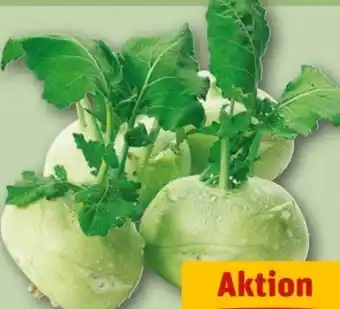 REWE Center Kohlrabi Angebot