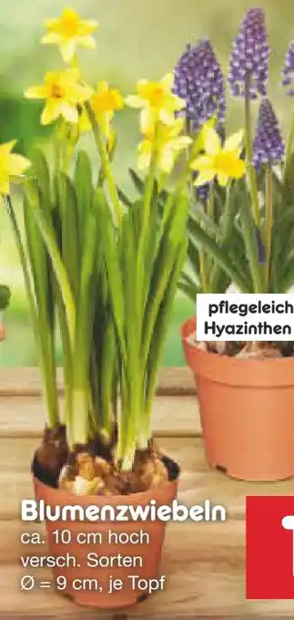 Netto Marken-Discount Blumenzwiebeln Angebot