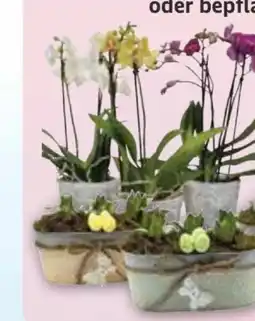 Edeka Orchidee Phalaenopsis Multiflora Angebot