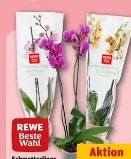 REWE Rewe Beste Wahl Schmetterlingsorchideen Angebot