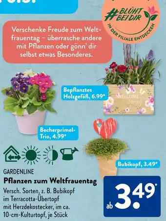 Aldi Süd Gardenline bepflanztes holzgefäß oder becherprimel-trio oder bubikopf Angebot