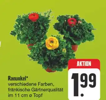 Edeka Ranunkel Angebot