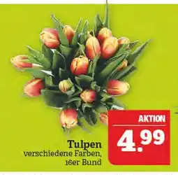 Marktkauf Tulpen Angebot