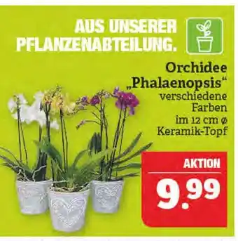 Marktkauf Phalaenopsis orchidee Angebot