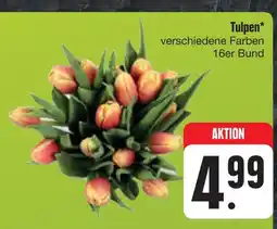 E-Center Tulpen Angebot