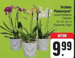 E-Center Orchidee phalaenopsis Angebot