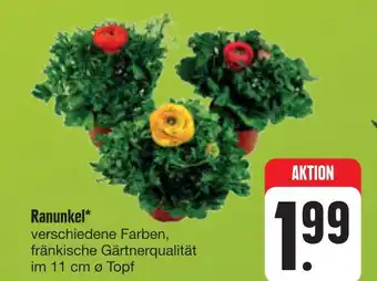 E-Center Ranunkel Angebot