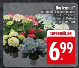 Edeka Hortensien Angebot