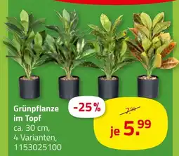 ROLLER Grünpflanze im topf Angebot