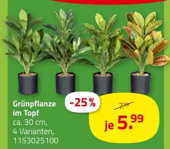 ROLLER Grünpflanze im topf Angebot