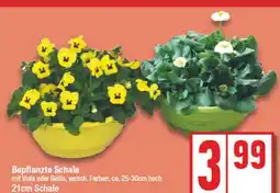 Edeka Bepflanzte schale Angebot