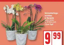 Edeka Schmetterlingsorchidee in keramik Angebot