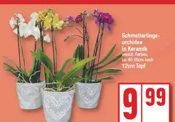 Edeka Schmetterlingsorchidee in keramik Angebot