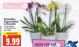 E-Center Schmetterlingsorchidee in keramik Angebot