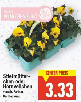 E-Center Stiefmütterchen oder hornveilchen Angebot