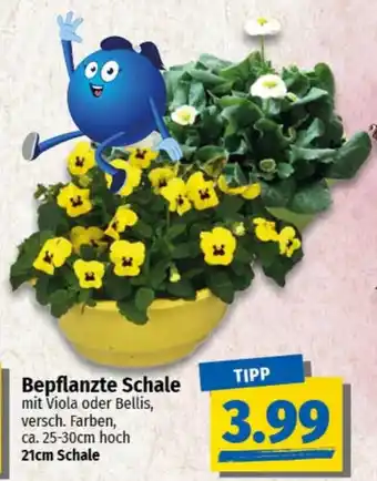 nah & gut Bepflanzte Schale Angebot