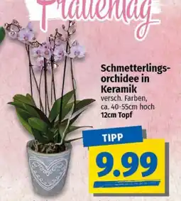 nah & gut Schmetterlingsorchidee in Keramik Angebot