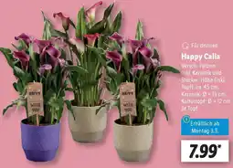 Lidl Happy Calla Angebot