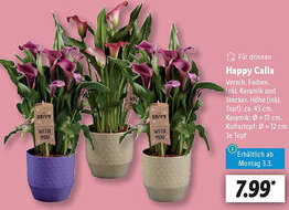 Lidl Happy Calla Angebot