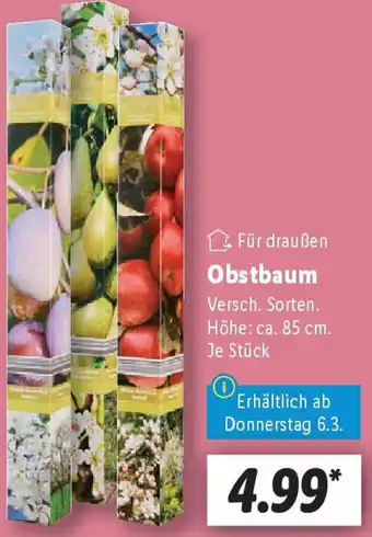 Lidl Obstbaum Angebot