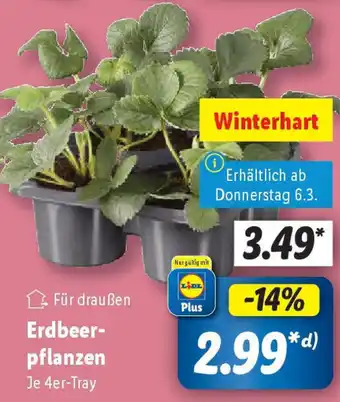 Lidl Erdbeerpflanzen Angebot