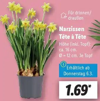 Lidl Narzissen Tête à Tête Angebot