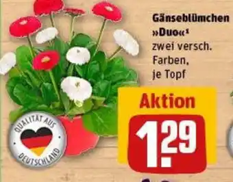 REWE Gänseblümchen Duo Angebot