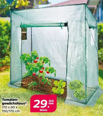 NETTO Tomatengewächshaus Angebot