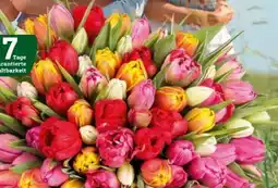 Pflanzen Kölle Gefüllte Tulpen Angebot