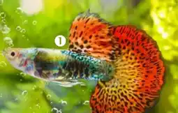 Pflanzen Kölle Guppy männlich Mix LG Angebot