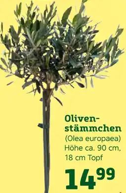 Pflanzen Kölle Olivenstämmchen Angebot