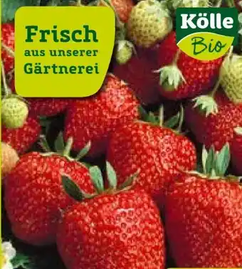 Pflanzen Kölle Kölle's Bio Erdbeeren Angebot