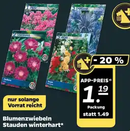 NETTO Blumenzwiebeln Stauden winterhart Angebot