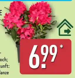 Aldi Nord Gardenline Rhododendron-Busch Angebot