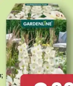 Aldi Nord Gardenline Blumenzwiebeln Farbmix Angebot