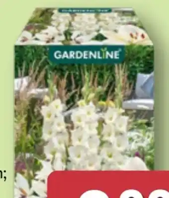 Aldi Nord Gardenline Blumenzwiebeln Farbmix Angebot