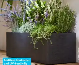 Aldi Nord Belavi Blumenkasten Angebot