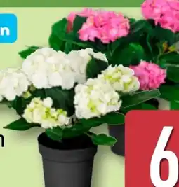 Aldi Nord Gardenline Hortensien-Busch Angebot